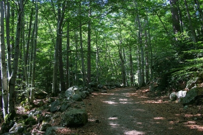 Erdő Vizzavona közelében